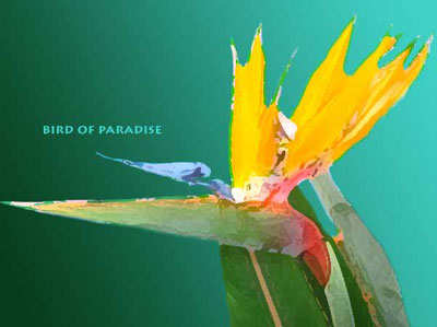 Bird of Paradise Photoshop Design